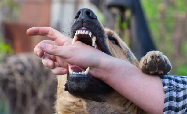 istock A male German shepherd bites a man by the hand. 1639691027