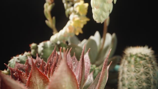 Various types of indoor cacti and succulents with yellow flowers in pots on a black background. Dolly slider extreme close-up.