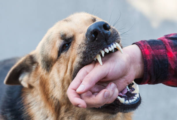 istock A male German shepherd bites a man by the hand. 1639692657