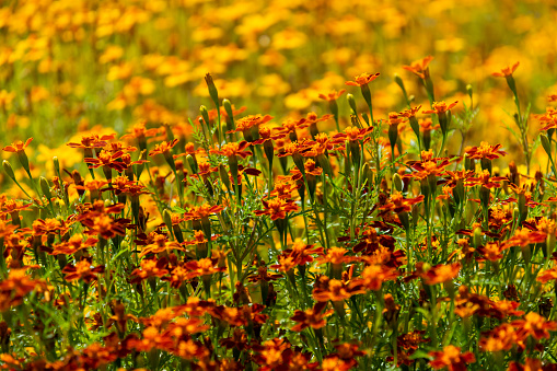 Yellow and orange marigold (Calendula)flowers in a large flowerbed. The petals from Marygold are edible. This photo is from  a 4 ha. large, organic cultivated garden called \