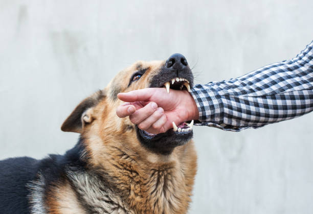 istock A male German shepherd bites a man by the hand. 1639693001