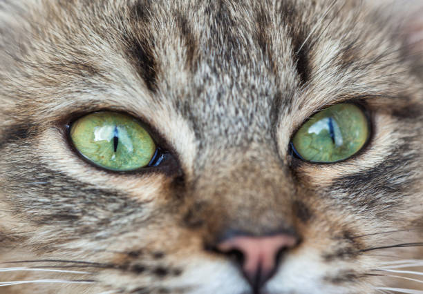 Grumpy cat ,Persian cat