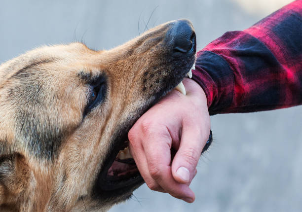 istock A male German shepherd bites a man by the hand. 1639694303