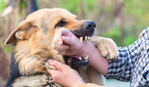istock A male German shepherd bites a man by the hand. 1639694304