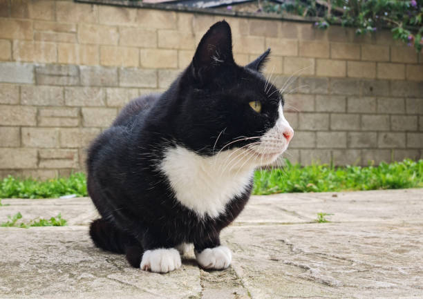 istock Black and White Male Cat 1639695932