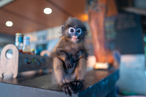 Young Dusky leaf monkey or spectacled leaf monkey is sitting in beach cafe , Thailand, close up
