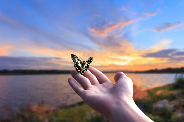 istock flying butterfly and human hands on abstract sunny natural background. freedom, save wild nature, ecology concept. encounter man and nature. harmony, peaceful atmosphere landscape. copy space. 1639718681
