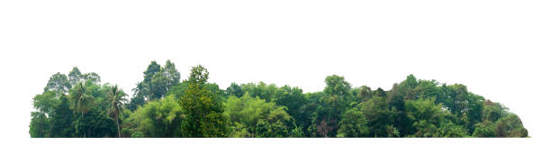 istock group green tree isolate on white background. Cutout tree line. Row of green trees and shrubs in summer isolated on white background. ForestScene. High quality clipping mask. Forest and green foliage. 1639718707