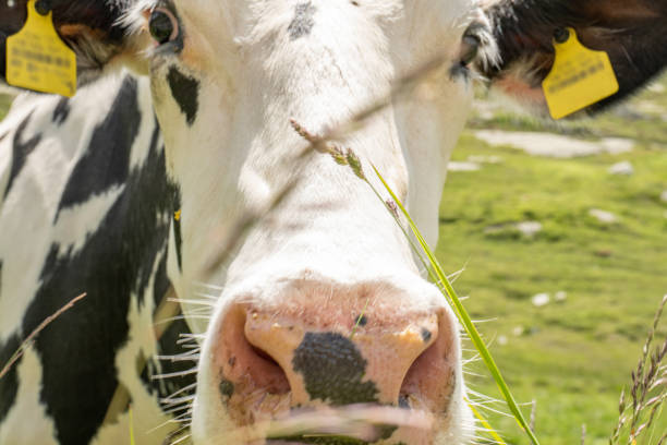 istock Close up, cow grazing 1639720894