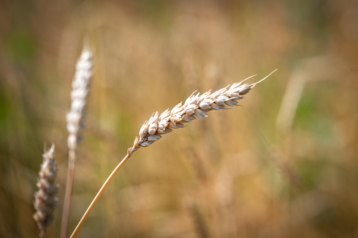 Category of ancien variety of Wheat in the countryside