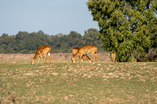 The impala or rooibok (Aepyceros melampus) is a medium-sized antelope found in eastern and southern Africa. South Luangwa National Park
