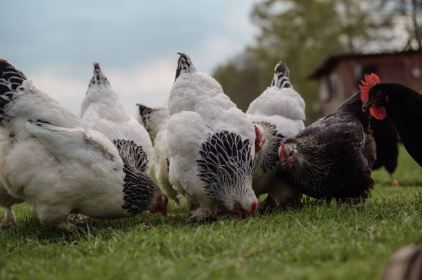 istock Chickens in a green meadow pecking in the grass 1639763784