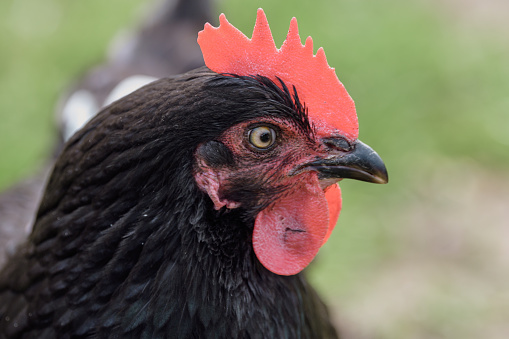 Close-up of a free range hen, looking straight at the camera with a stare.