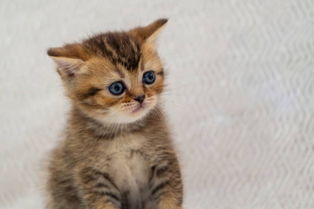 istock A newborn stray cat kitten in the nest 1639771659