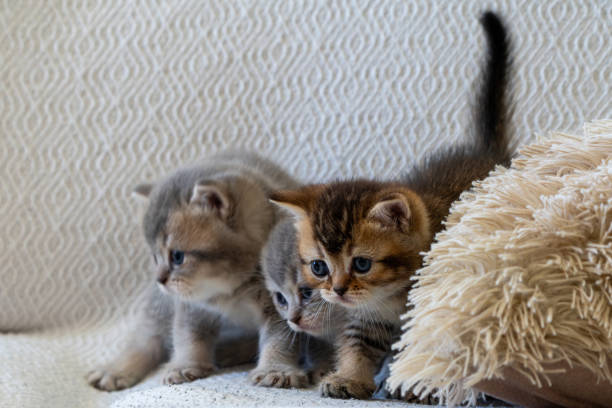 istock A newborn stray cat kitten in the nest 1639772199