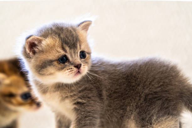 istock A newborn stray cat kitten in the nest 1639772200