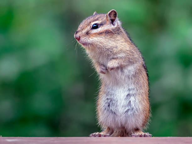 istock Portrait of a chipmunk looking around while standing on its hind legs 1639781864