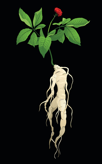 Illustration of Ginseng plant (Panax). This is an EPS 10 file with transparency.