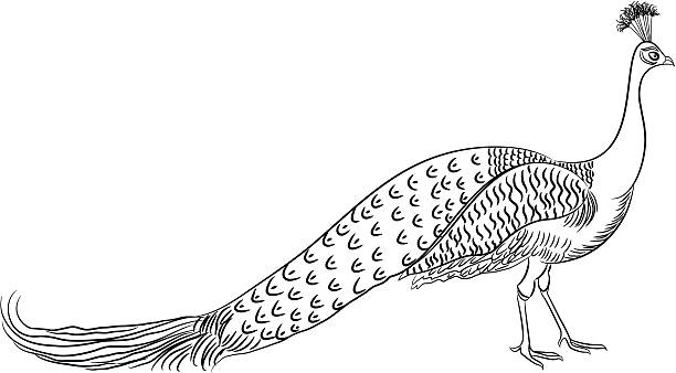 ilustrações de stock, clip art, desenhos animados e ícones de spirographis desenho - peacock feather outline black and white