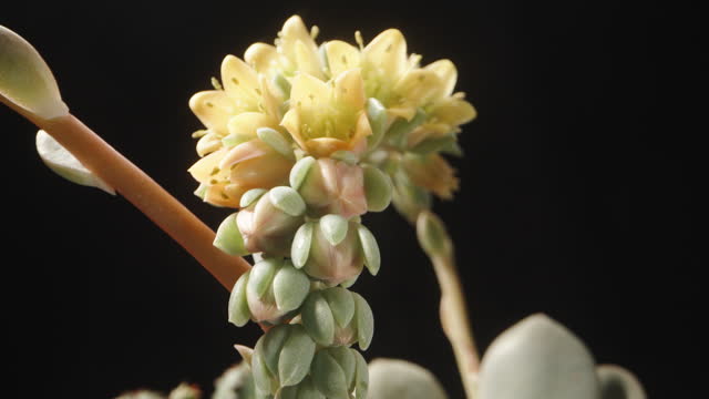 A Graptopetalum succulent with yellow flowers on a long stem, macro shot. Dolly slider extreme close-up.