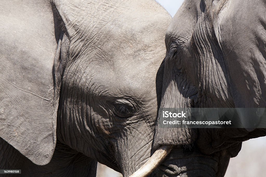 Dois elefantes em contato com - Foto de stock de Animal royalty-free