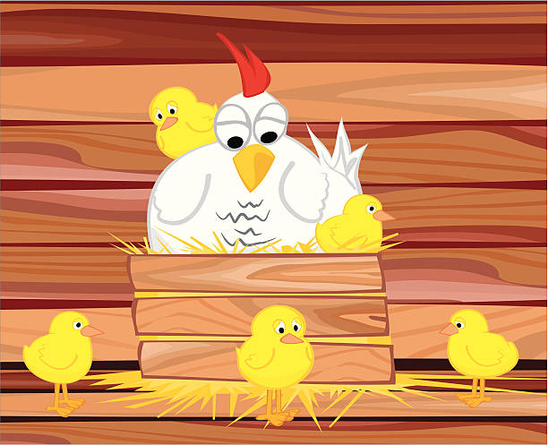 ilustraciones, imágenes clip art, dibujos animados e iconos de stock de henhouse de la gallina y su pollo - chicken chicken coop perching installing