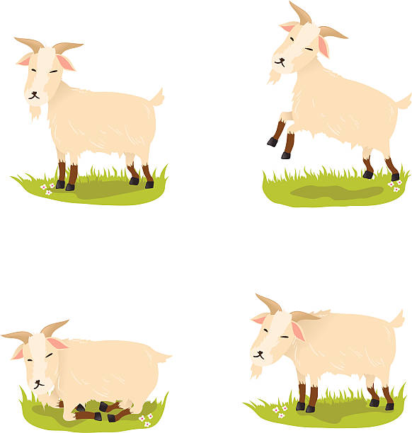 ładny kóz - goat shaggy animal mammal stock illustrations