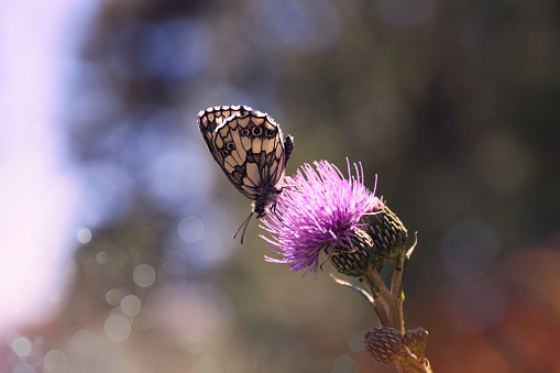 Saint-Apollinaire, France. July 16, 2023. Close-up view of a butterfly resting on a pink thistle in the heart of the French Alps.