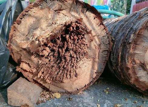 a photography of a tree trunk with a hole in it, lumbermill is a large tree that has been cut down.