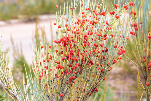 Ephedra is a genus of shrubs of the Oppressive class, the genus of its family is Ephedra Ephedraceae or Ephedra. Red berries, narcotic plant. natural background