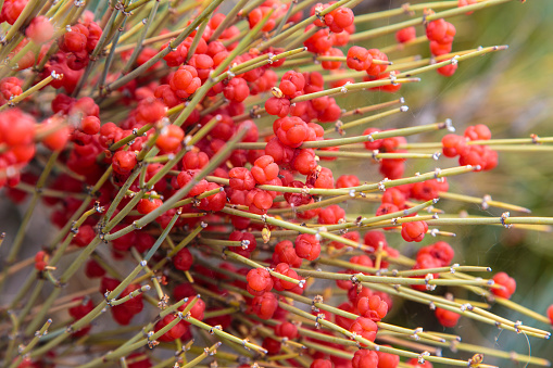 Ephedra is a genus of shrubs of the Oppressive class, the genus of its family is Ephedra Ephedraceae or Ephedra. Red berries, narcotic plant. natural background
