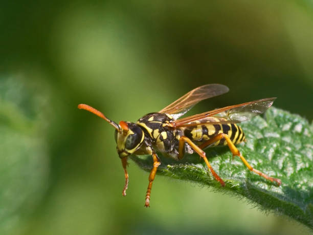 istock European Paper Wasp 1639817230