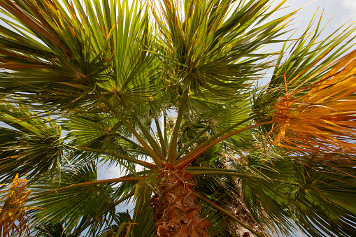 A palm tree in a garden in Spain