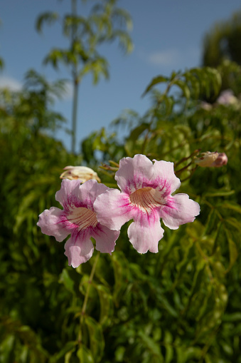Pink Podranea flower, Pink Trumpet Vine - Podranea risasoliana - in a garden in summer, Spain