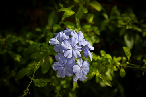 Light blue Jasmine in flower in a garden in summer, Spain