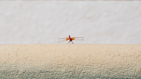 Red-veined darter dragonfly -Sympetrum fonscolombii - resting near a swimming pool, in Eastern Spain