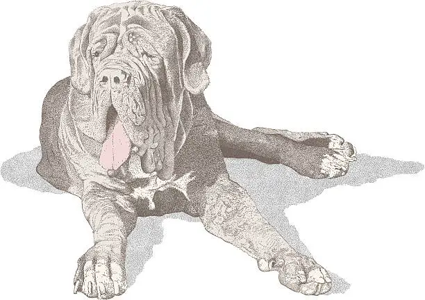 Vector illustration of Mastiff