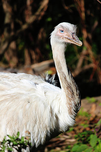 istock white Nandu (Rhea) with blue eyes 163984067