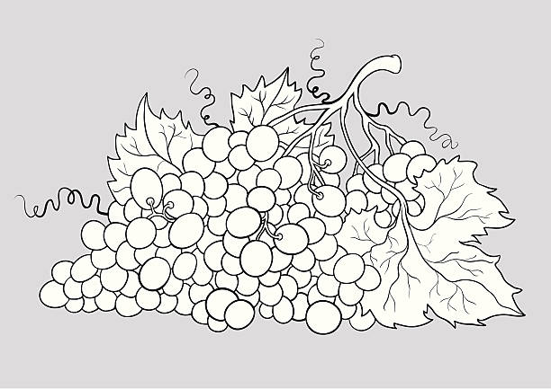 Bекторная иллюстрация Несколько из виноград