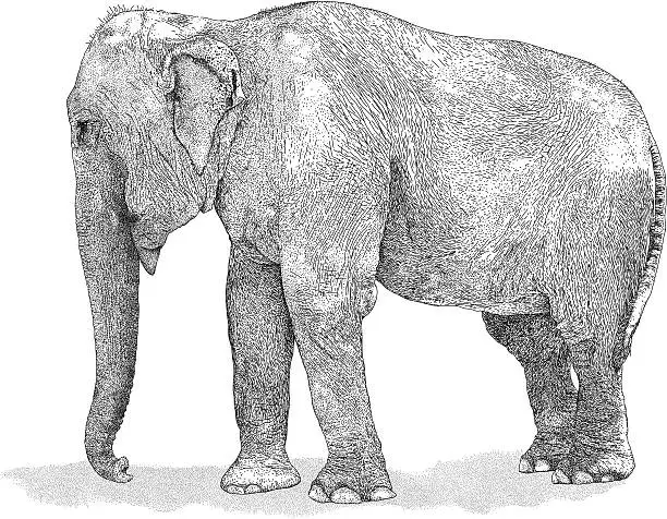 Vector illustration of Elephant