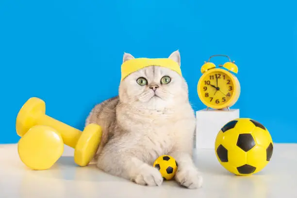 Funny white cat-an athlete in a yellow sports headband, lying with yellow footballs, dumbbells and a yellow alarm clock standing nearby.The cat is a football player. Copy space