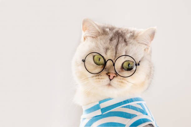 istock Cute white cat with glasses and a striped T-shirt, looking down from top to bottom 1639850125
