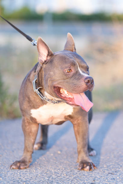 istock Purebred male American Bully dog 1639853319