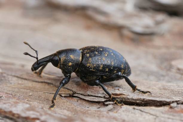 istock Closeup on a large dark weevil, Liparus germanus, a parasite on cow parsnip, Heracleum sphondylium 1639862172