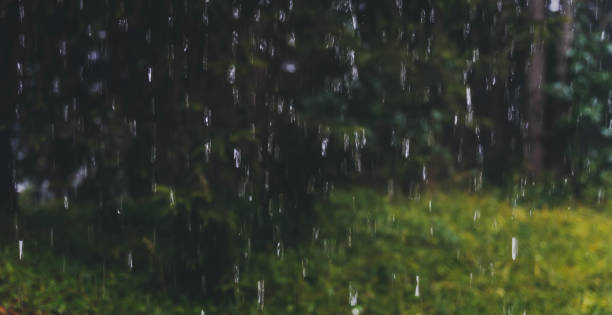 istock Rain drops on the background of green forest 1639883917