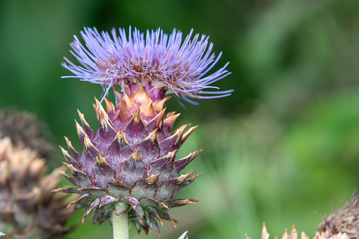 A close-up shot of a bull thistle, showcasing its delicate petals against a softly blurred background.