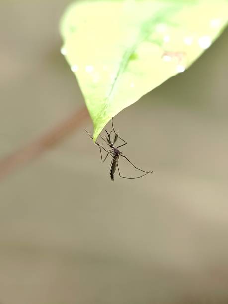 istock Selective focus of a mosquito in the garden with blurry background 1639895041