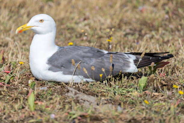 istock yellow-legged European herring gull (Larus argentatus) 1639903238