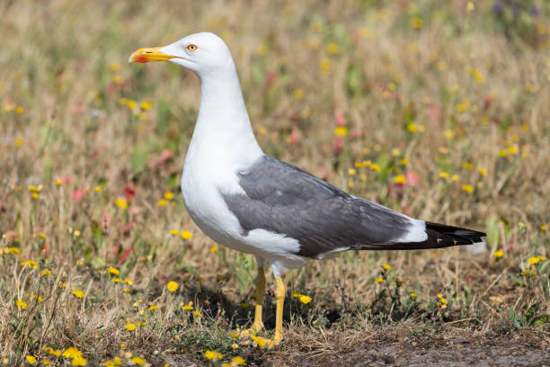 istock yellow-legged European herring gull (Larus argentatus) 1639905246
