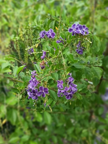 istock Thian Yod has many native names, including Krua;  purple bunch;  ocean bubbles; 1639905758